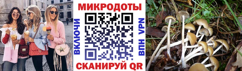 Псилоцибиновые грибы Psilocybine cubensis  Кола 